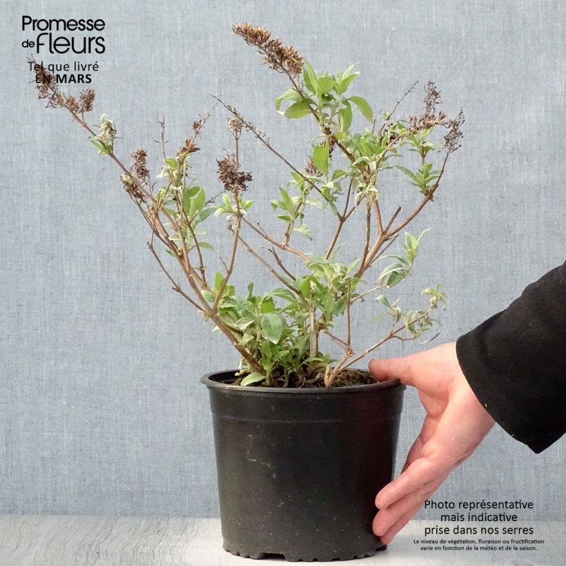 Buddleja davidii Summer Beauty Maceta 2L/3LAltura de entrega aprox. 50/60cm Ejemplar entregado en la primavera