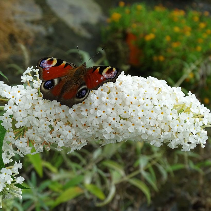 Buddleja davidii White Profusion (Floración)