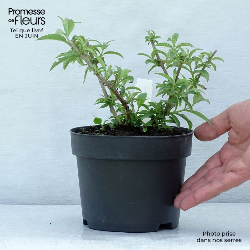 Ejemplar de Buddleja davidii White Profusion Maceta 1L/1,5LAltura de entrega aprox. 40+cm entregado en verano