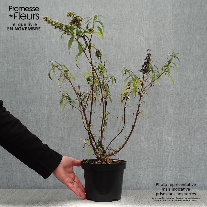 Ejemplar de Buddleja davidii White Profusion Maceta 3L/4L entregado en otoño