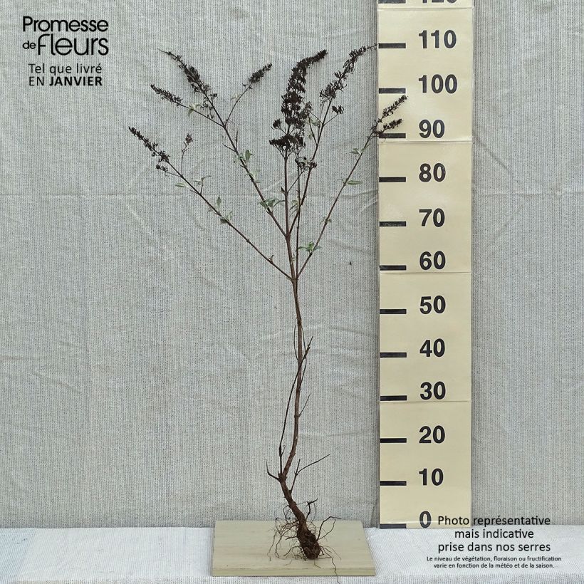 Buddleja davidii White Profusion Raíces desnudasAltura de entrega aprox. 50/80cm Ejemplar entregado en invierno