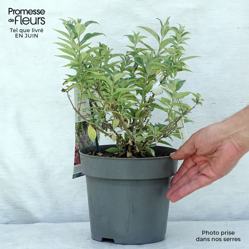 Ejemplar de Buddleja davidii High Five Purple Maceta 2L/3L entregado en verano