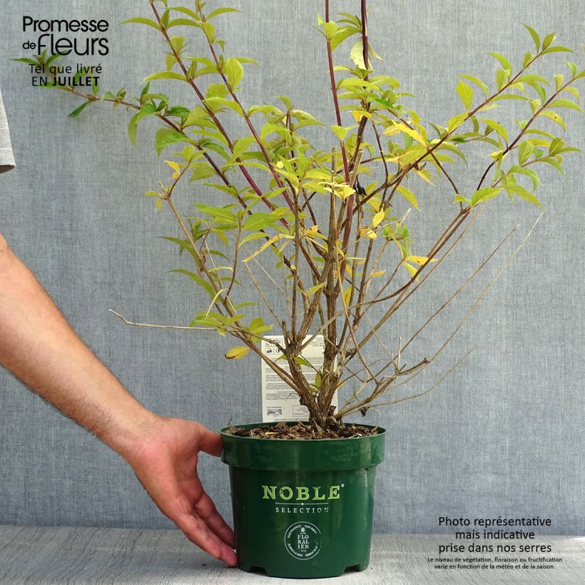 Ejemplar de Buddleja davidii Argus Velvet Pot de 3L/4L entregado en verano