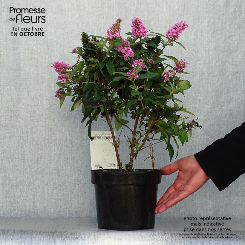 Ejemplar de Buddleja davidii Butterfly Candy Little Pink Maceta 3L/4L entregado en otoño
