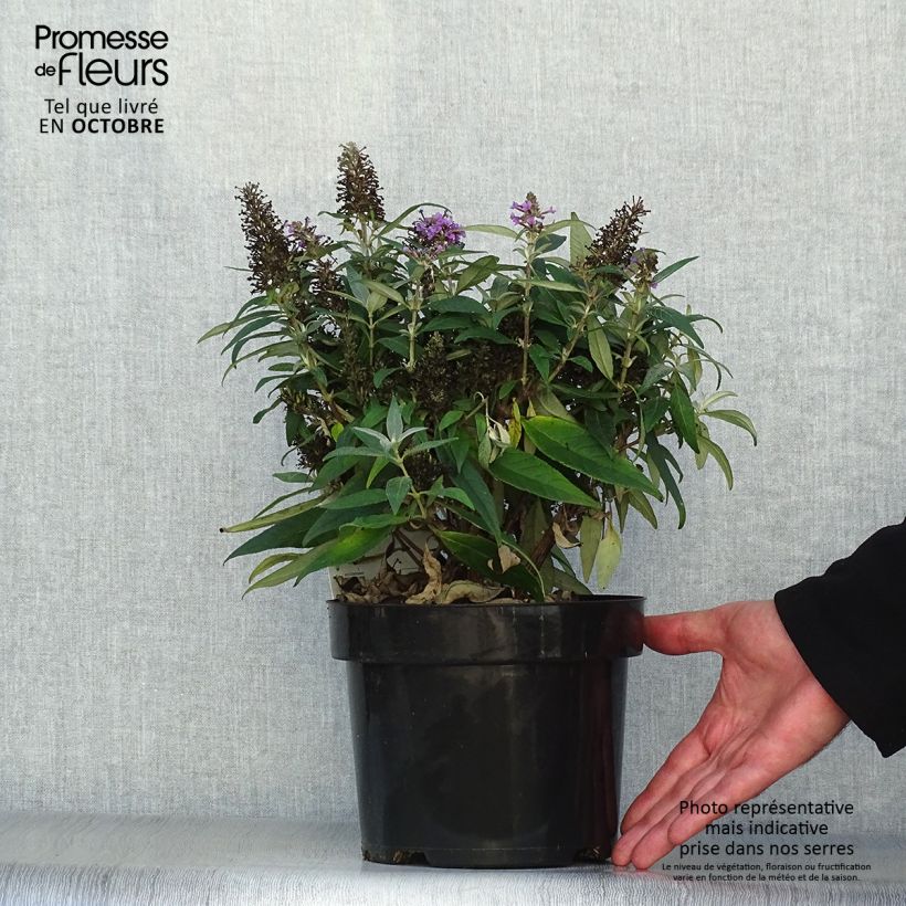 Ejemplar de Buddleja davidii Butterfly Candy Little Lila Maceta 3L/4L entregado en otoño