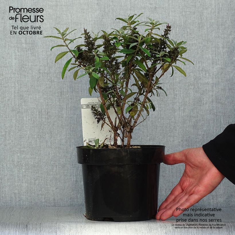 Ejemplar de Buddleja davidii Butterfly Candy Little Ruby Maceta 3L/4L entregado en otoño