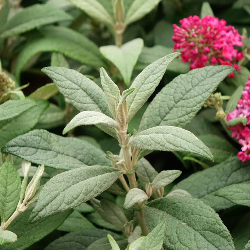 Buddleja davidii Butterfly Candy Little Ruby (Follaje)