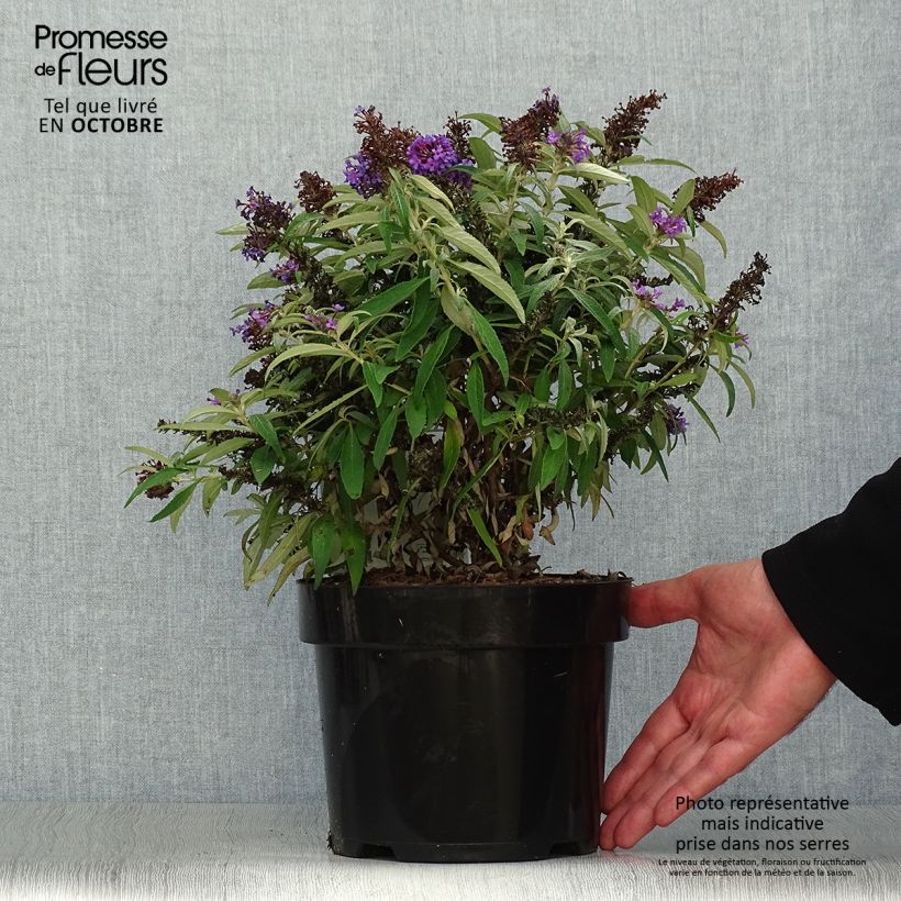 Ejemplar de Buddleja davidii Butterfly Candy Little Purple Maceta 3L/4L entregado en otoño