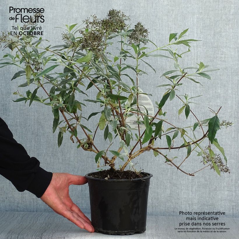 Ejemplar de Buddleja davidii Gulliver Maceta 3L/4L entregado en otoño