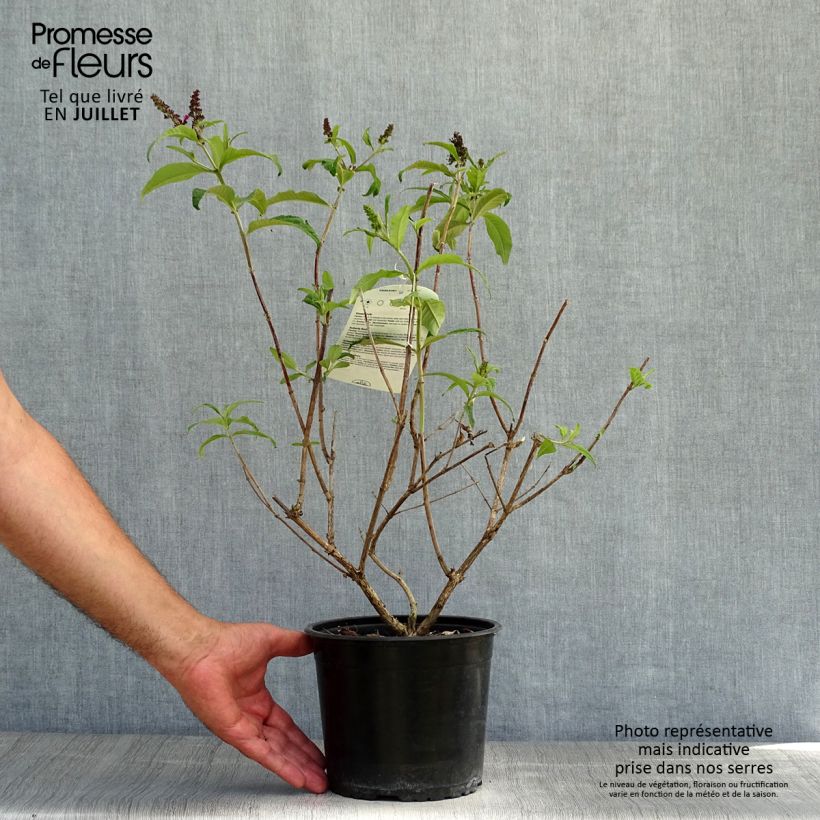 Ejemplar de Buddleja davidii Sugar Plum Maceta 3L/4L entregado en verano