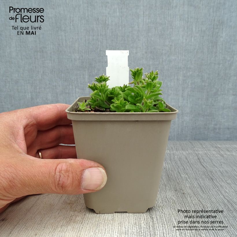 Ajuga incisa Frosted Jade Maceta de 8/9 cm Ejemplar entregado en la primavera