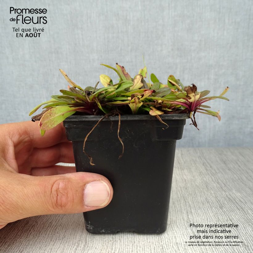Ejemplar de Ajuga reptans Atropurpurea Maceta de 7/8 cm entregado en verano