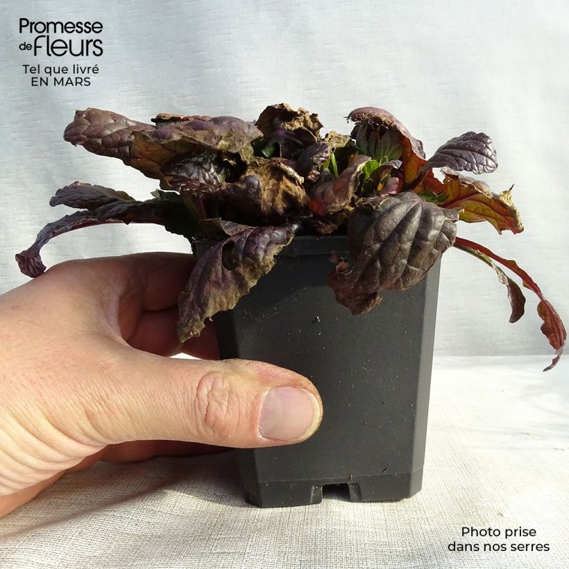 Ajuga reptans Multicolor Maceta de 8/9 cm Ejemplar entregado en la primavera