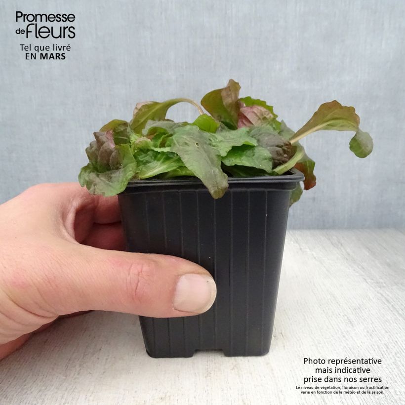 Ajuga reptans Purple Torch Maceta de 7/8 cm Ejemplar entregado en la primavera