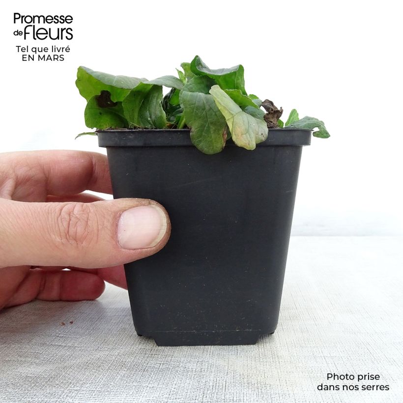 Ajuga reptans Sanne Maceta de 8/9 cm Ejemplar entregado en la primavera