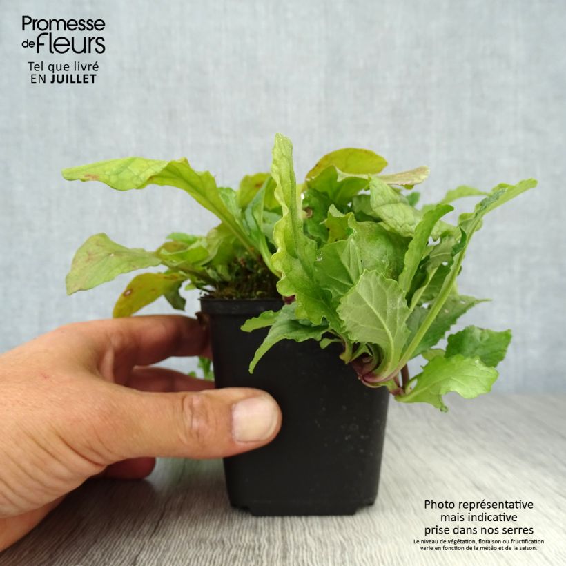 Ejemplar de Ajuga reptans - Consuelda media Maceta de 8/9 cm entregado en verano