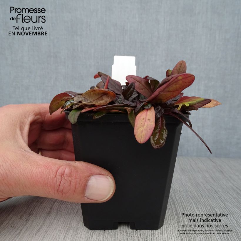 Ejemplar de Ajuga Chocolate Chip - Búgula Maceta de 8/9 cm entregado en otoño