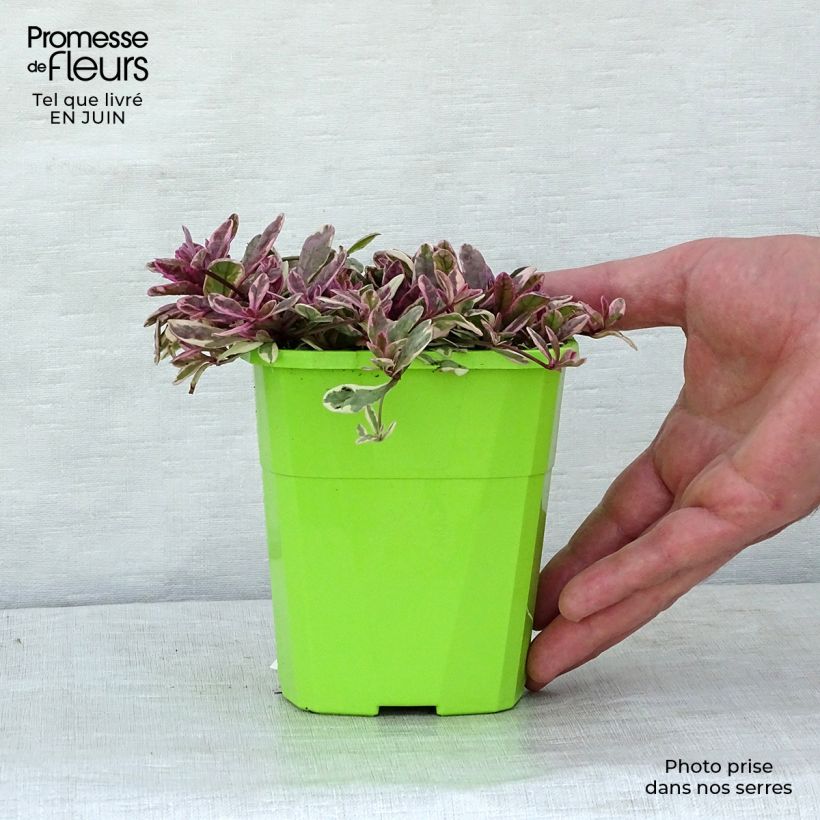 Ejemplar de Ajuga Princess Nadia - Búgula Maceta 1,5L/2L entregado en verano