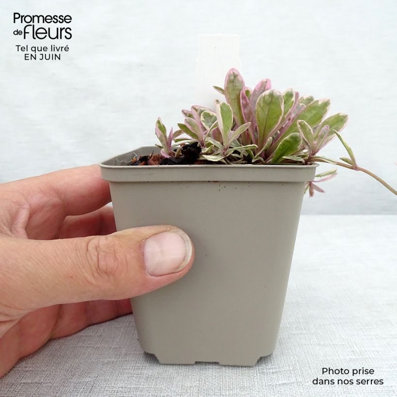Ejemplar de Ajuga Princess Nadia - Búgula Maceta de 8/9 cm entregado en verano