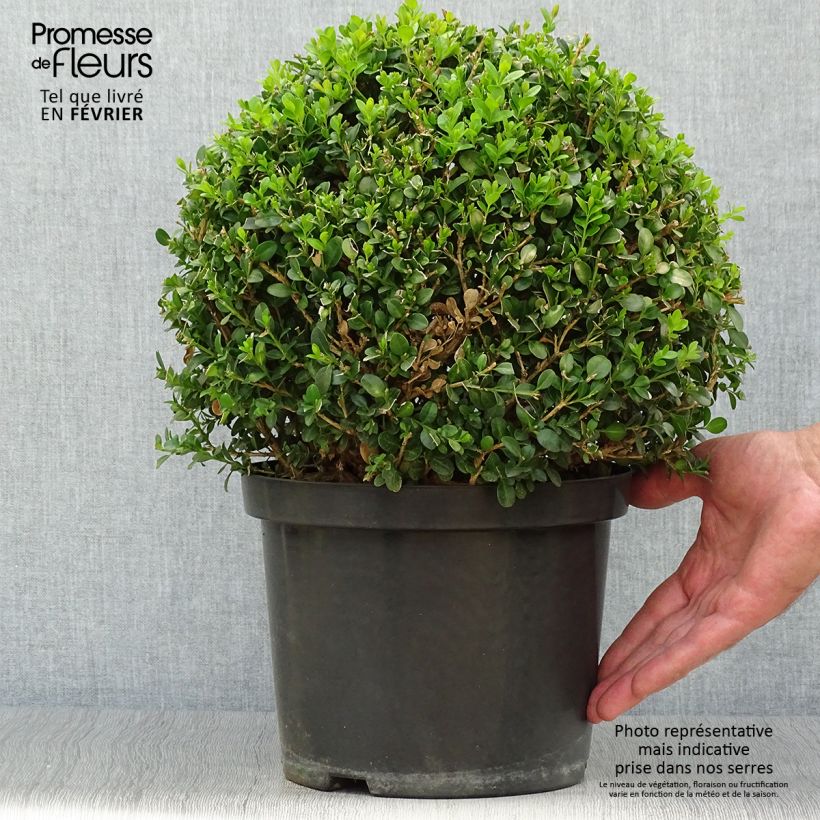 Ejemplar de Boj japónico - Buxus microphylla Faulkner Maceta 7,5L/10L entregado en otoño