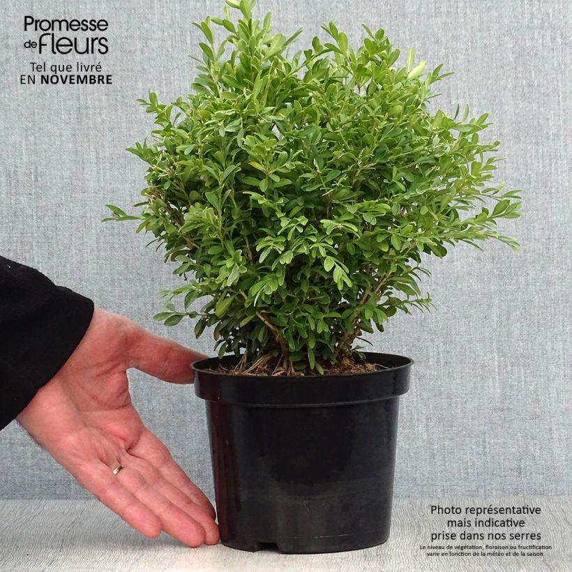 Ejemplar de Boj japónico - Buxus microphylla Rococo Maceta 3L/4L entregado en otoño