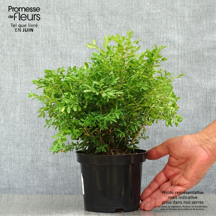 Ejemplar de Boj japónico - Buxus microphylla Rococo Maceta 3L/4LAltura de entrega aprox. 15/20cm entregado en verano