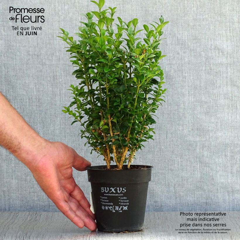Ejemplar de Boj enano - Buxus sempervirens Maceta de 12 cm / 13 cm entregado en verano