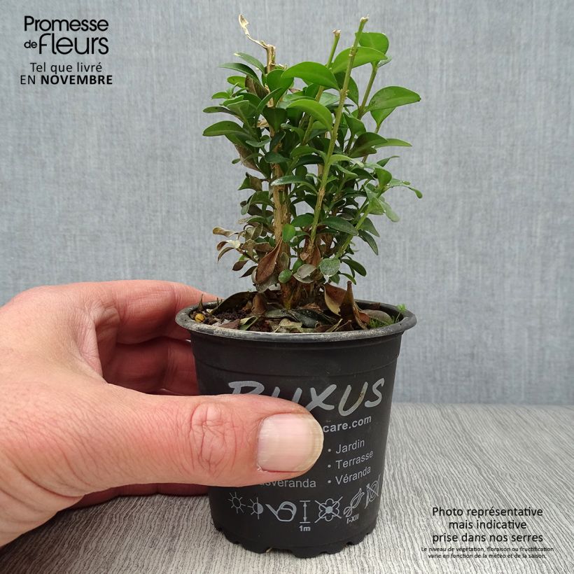 Ejemplar de Boj enano - Buxus sempervirens Maceta de 8/9 cm entregado en otoño