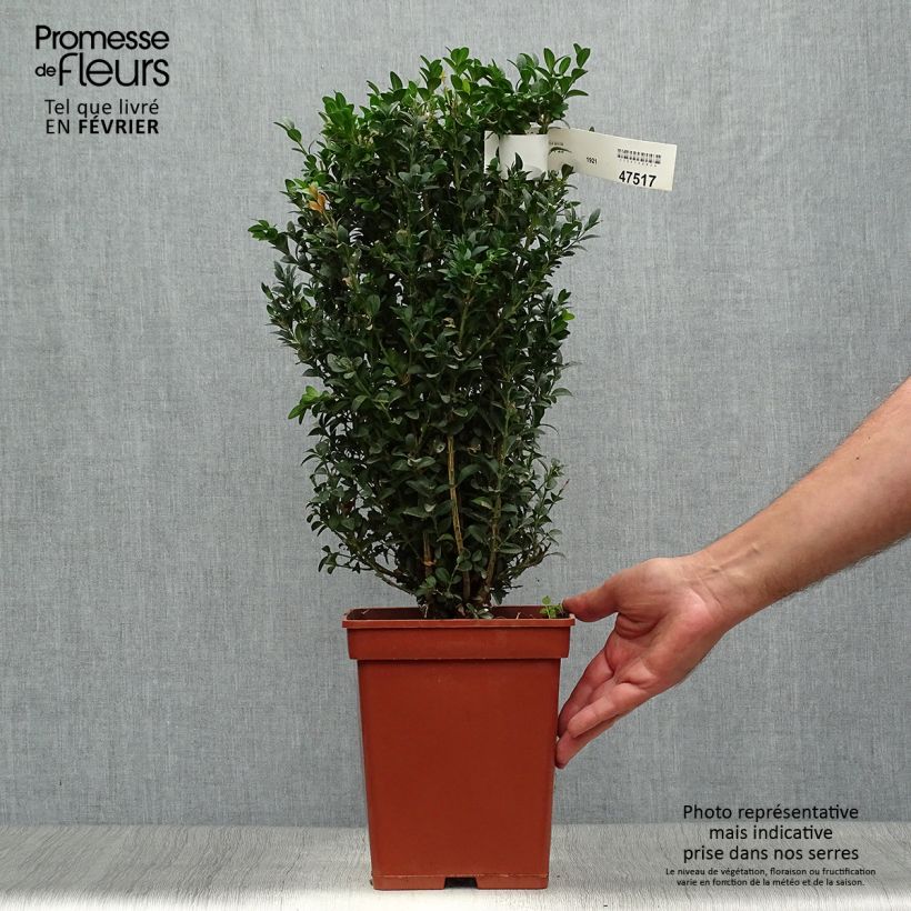 Ejemplar de Boj enano - Buxus sempervirens Cepellón entregado en otoño