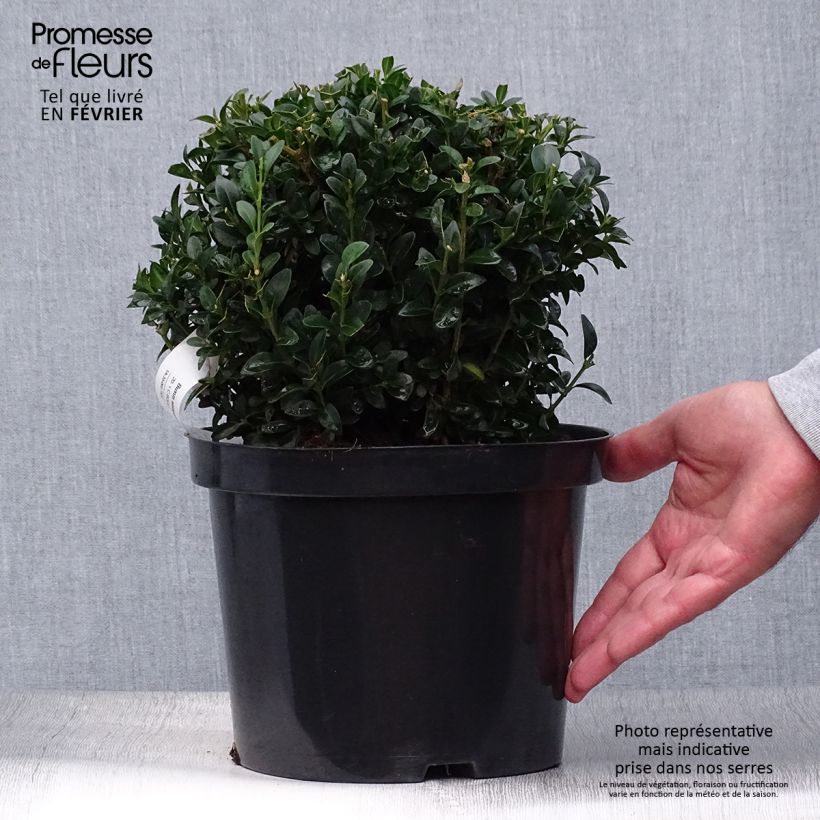 Ejemplar de Buxus sempervirens - Boj bola enano Maceta 2L/3L entregado en otoño