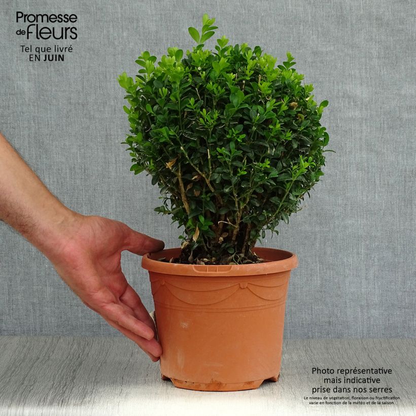 Ejemplar de Buxus sempervirens - Boj bola enano Maceta 2L/3LAltura de entrega aprox. 15/20cm entregado en verano