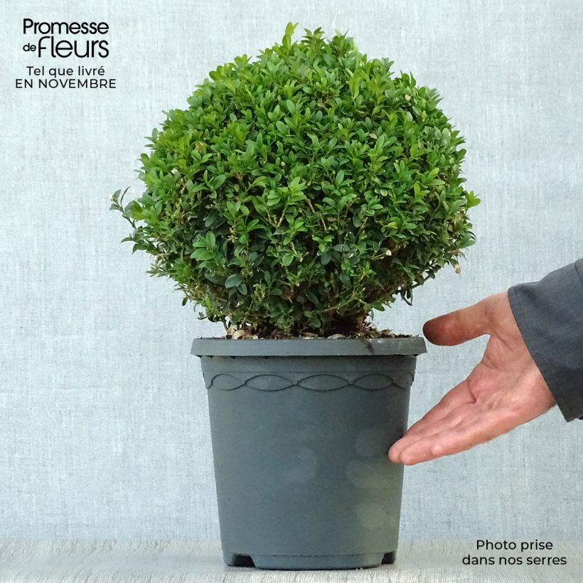 Ejemplar de Buxus sempervirens - Boj bola enano Maceta 4L/5L entregado en otoño
