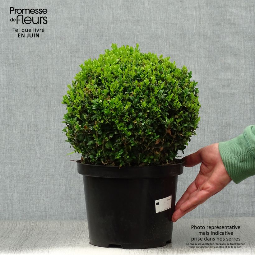 Ejemplar de Buxus sempervirens - Boj bola enano Maceta 4L/5LAltura de entrega aprox. 20/+cm entregado en verano