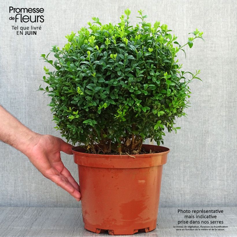 Ejemplar de Buxus sempervirens - Boj bola enano Maceta 7,5L/10LAltura de entrega aprox. 25/30cm entregado en verano