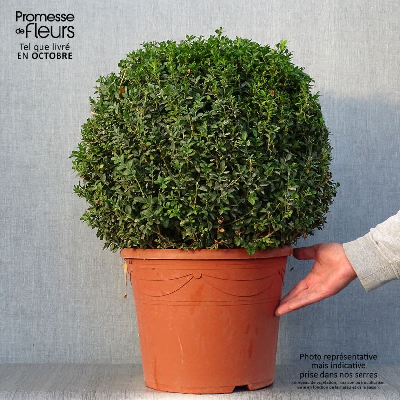 Ejemplar de Buxus sempervirens - Boj bola enano Maceta 20L/25L entregado en otoño