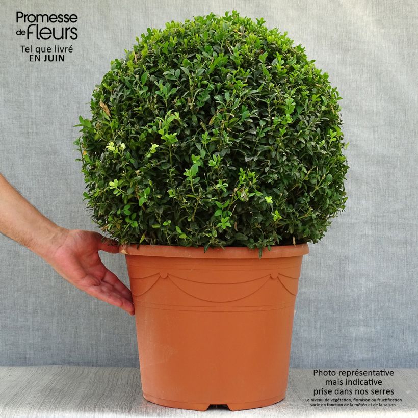 Ejemplar de Buxus sempervirens - Boj bola enano Maceta 20L/25LAltura de entrega aprox. 50cm entregado en verano