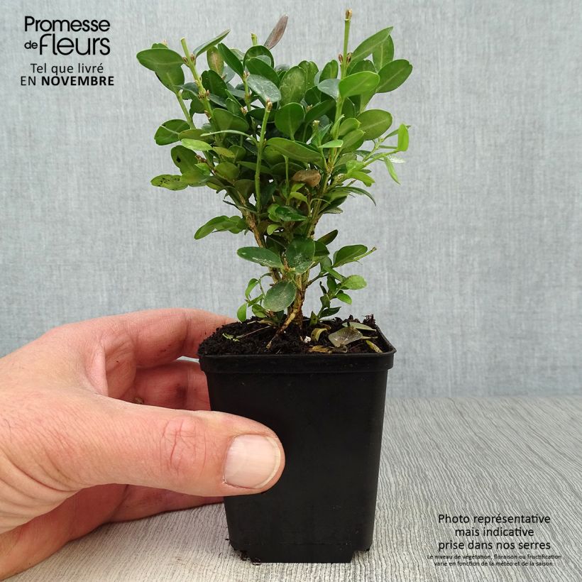 Ejemplar de Boj enano - Buxus sempervirens Suffruticosa Maceta de 8/9 cm entregado en otoño