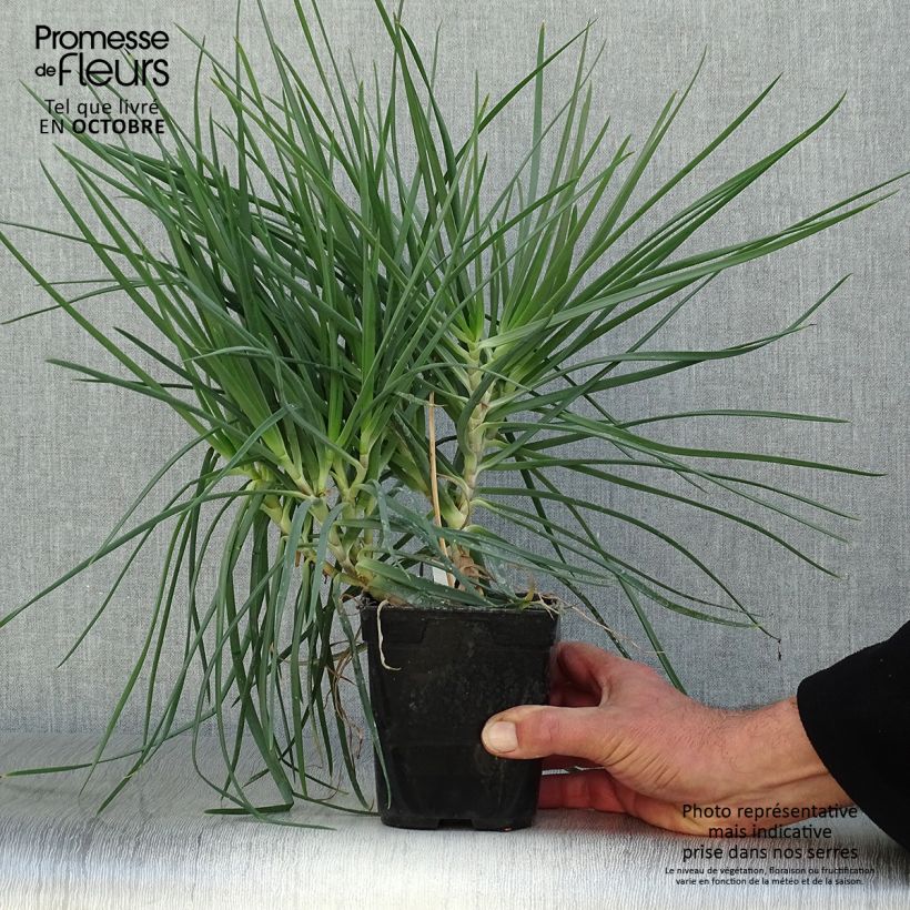 Ejemplar de Bulbine frutescens Maceta 1L/1,5L entregado en otoño
