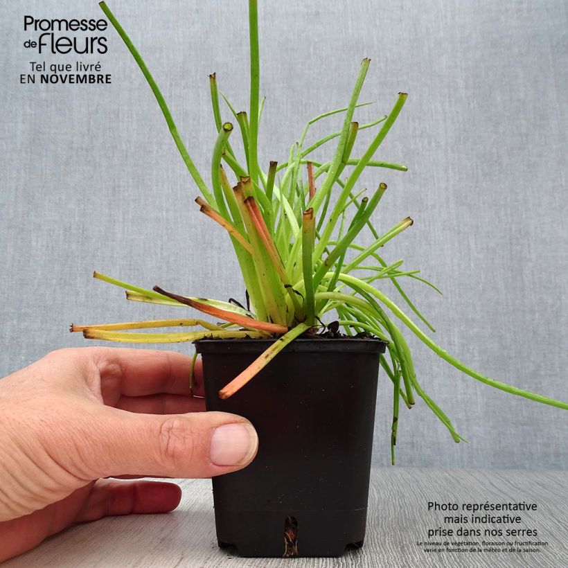 Ejemplar de Bulbine frutescens Maceta de 8/9 cm entregado en otoño