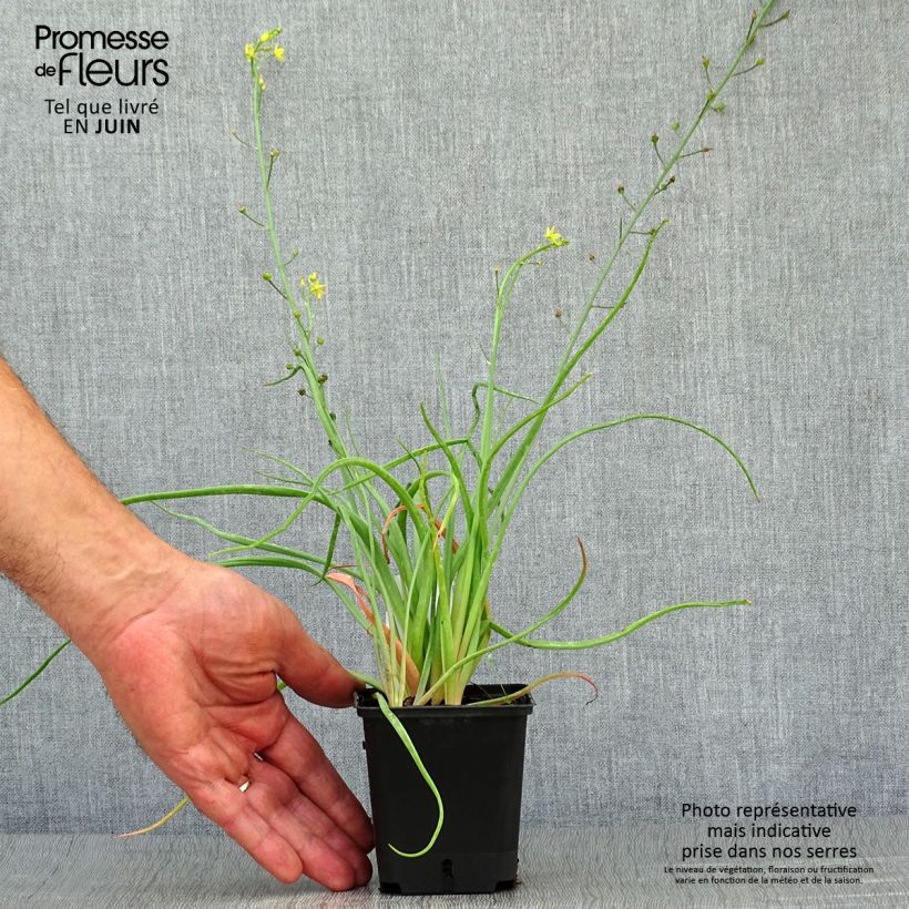 Ejemplar de Bulbine frutescens - Bulbine jaune - godet 8/9cm entregado en verano