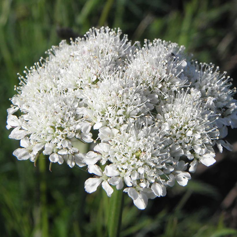 Bunium bulbocastanum (Floración)