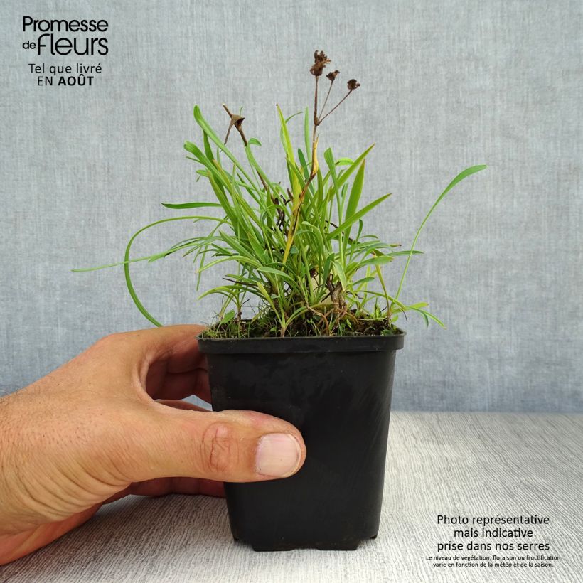 Ejemplar de Bupleurum falcatum - Hierba gitana Maceta de 8/9 cm entregado en verano