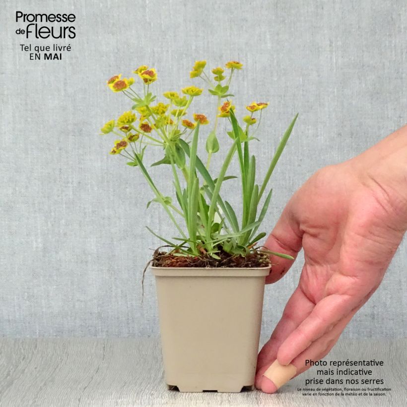 Bupleurum falcatum - Hierba gitana Maceta de 8/9 cm Ejemplar entregado en la primavera
