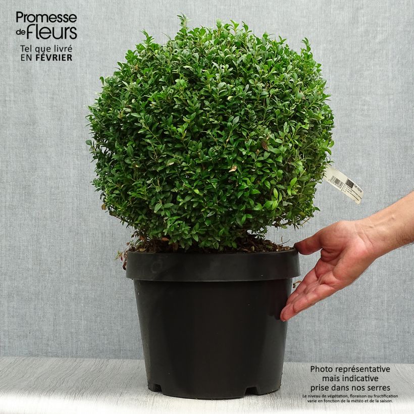 Ejemplar de Boj enano - Buxus sempervirens Arborescent Maceta 7,5L/10L entregado en otoño
