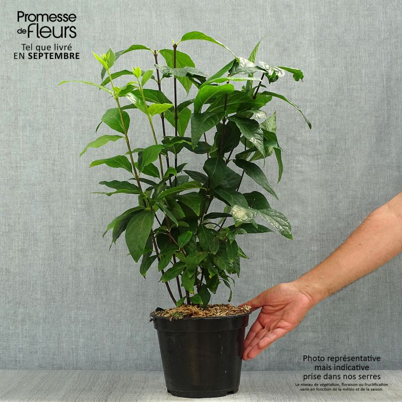 Ejemplar de Calycanthus floridus Michael Lindsay - Árbol de las anémonas Maceta 4L/5L entregado en otoño