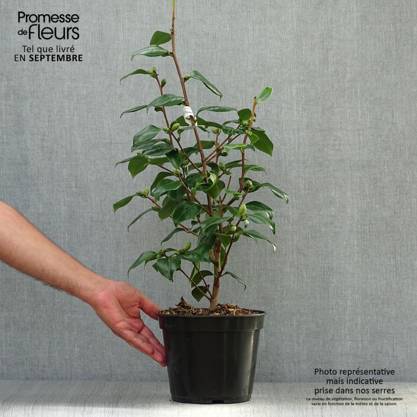 Ejemplar de Camellia japonica de Higo Fuji Maceta 4L/5L entregado en otoño