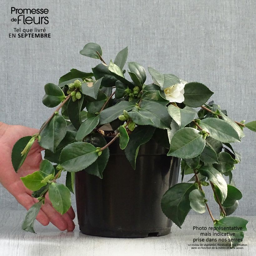 Ejemplar de Camellia sasanqua Waterfall White - Camelia de otoño Maceta 4L/5L entregado en otoño