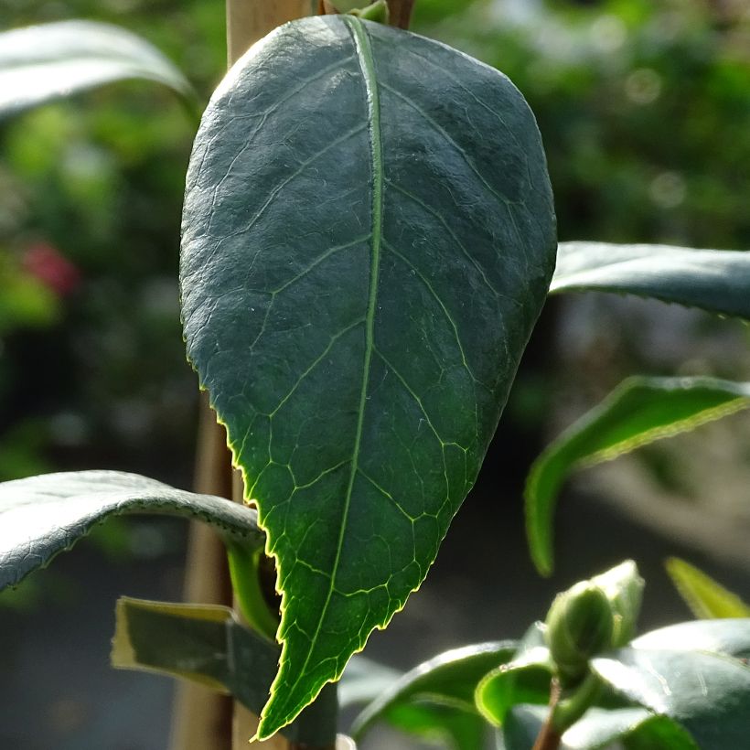 Camellia williamsii Tulip Time (Follaje)
