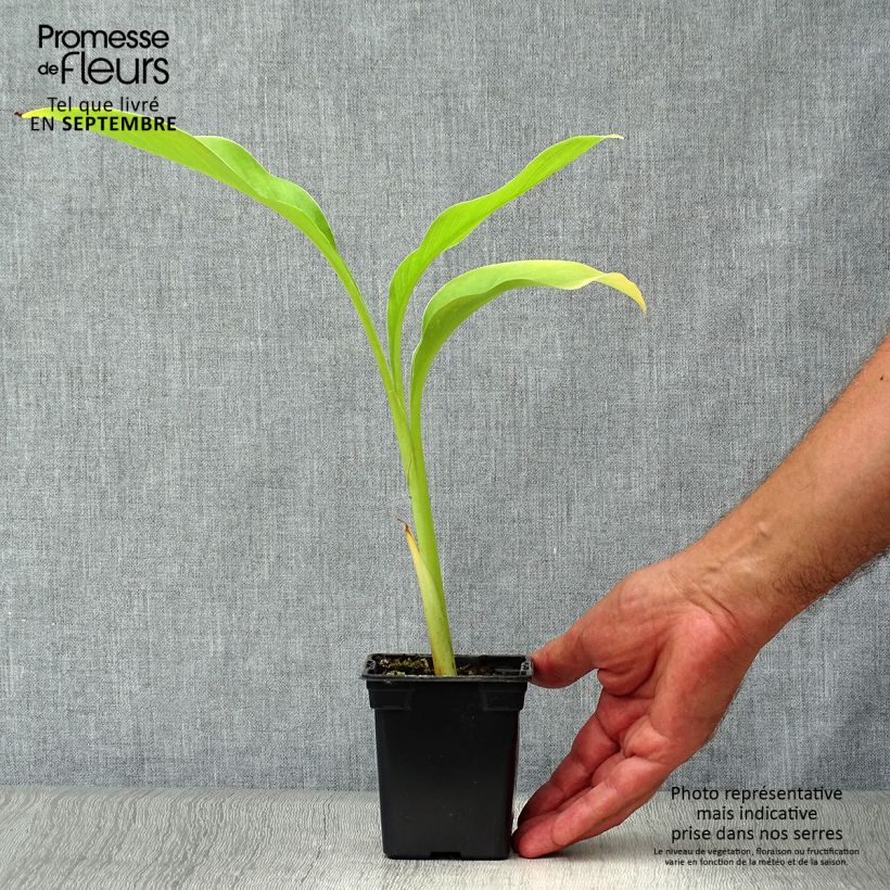 Ejemplar de Canna edulis - Canna comestible, Balisier rouge en godet de 8 cm entregado en otoño