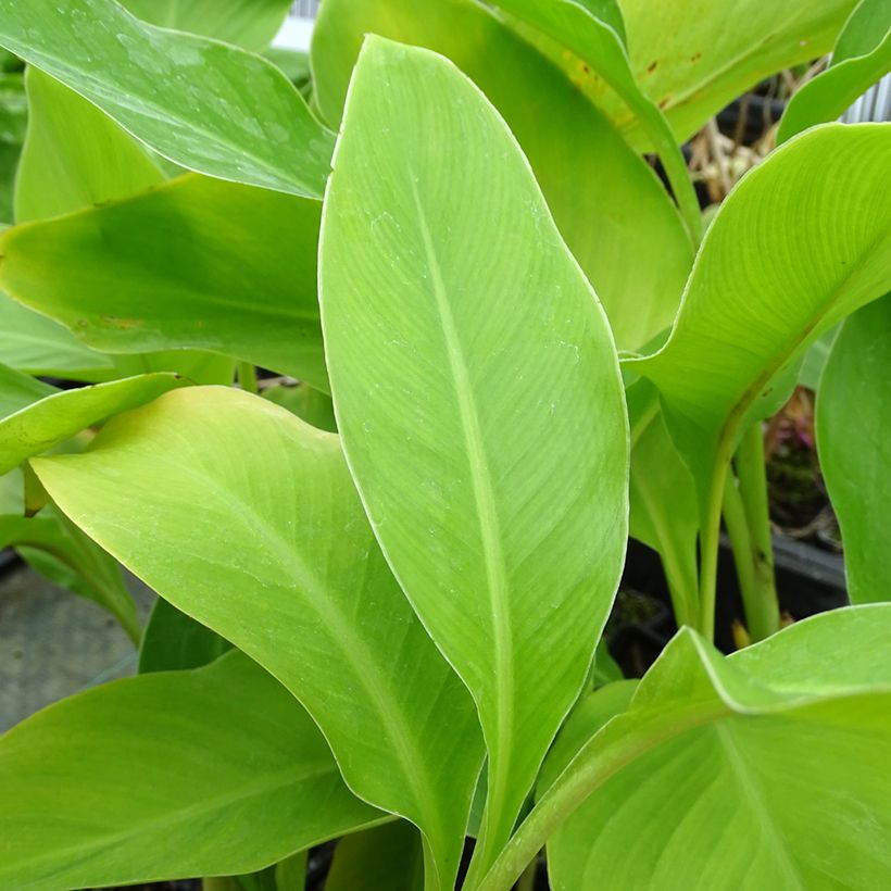 Canna edulis (Follaje)
